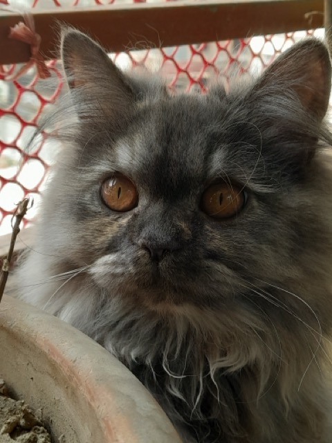 Meet Noir 🐈‍⬛